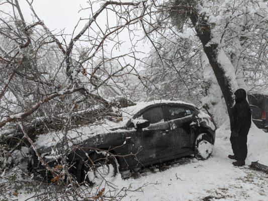 Tree that smashed the car