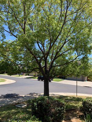 Beautiful Camphor tree that was poorly planted.