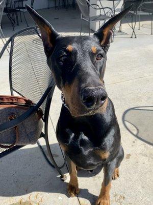 Happy dog -enjoying Tin Fish patio at his favorite table