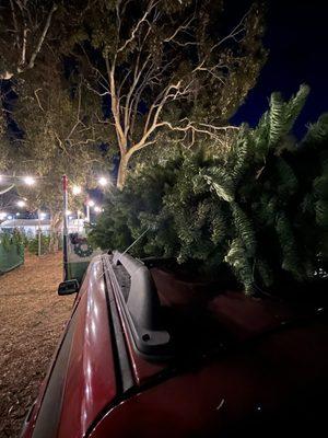 Tree tied and ready for decorating! Merry Christmas!