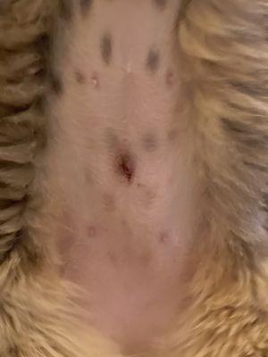 My cats stomach that The Fix Of LB or whatever their name is now. I would double check if the actual have a valid license.