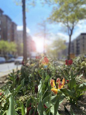 A neighborhood environment between Riverside Dr.+Broadway are very clean and present.