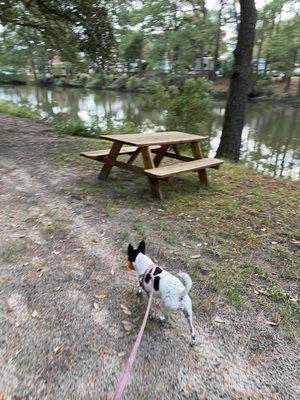 My dog enjoying a walk to the dog park