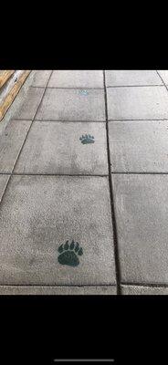 Follow the bear paws through town