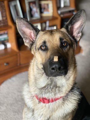 Nebraska Dog Trainers