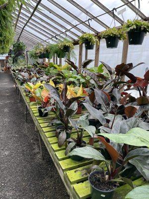 Philodendron section