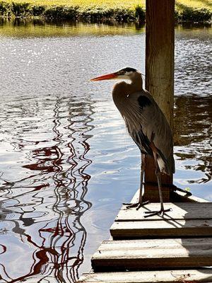 Pine Island Marina & Rv Park