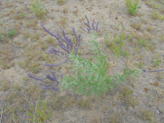 Beautiful native plants with flowers growing throughout the grounds...