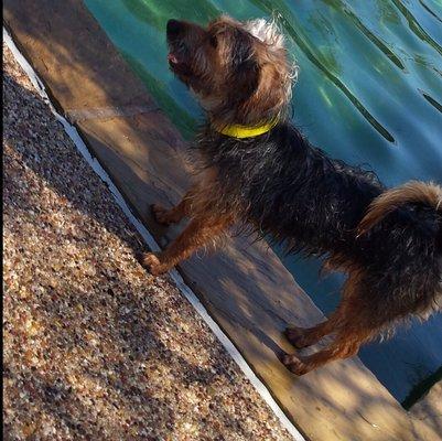 Henry poolside!