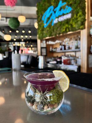 Enjoy our Terrarium Martini where you get to keep the Airplane!