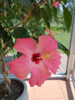 Hibiscus