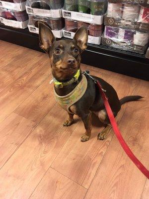 Ginger visiting Sandy's picking up her special food!