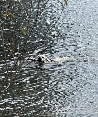 Dog swimming