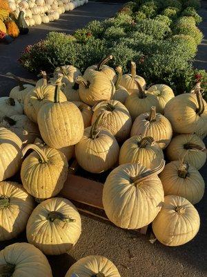 White pumpkins