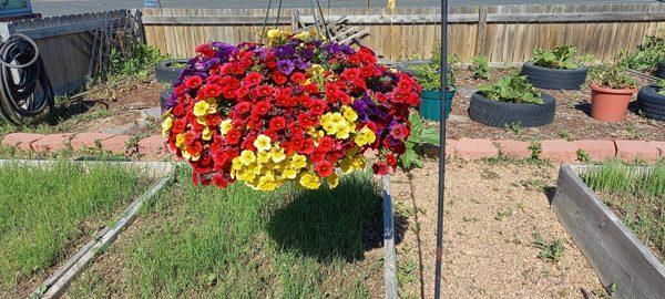 This Cali basket is the standout of the community garden. Who's to argue?