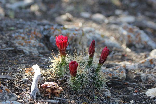 Beautiful cactus flowers--South rim of the Grand Canyon