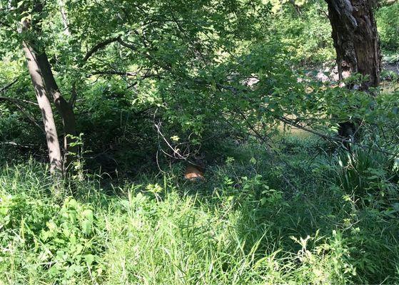 Deer getting some shade on a hot humid day