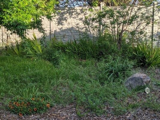 Grass and weed, this is a month and a half after services began