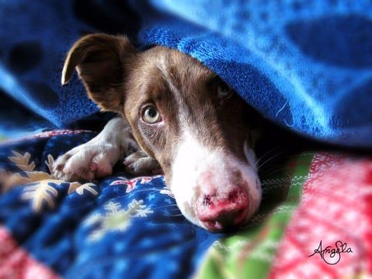 My dog after getting biopsies taken to confirm a lupus diagnosis.