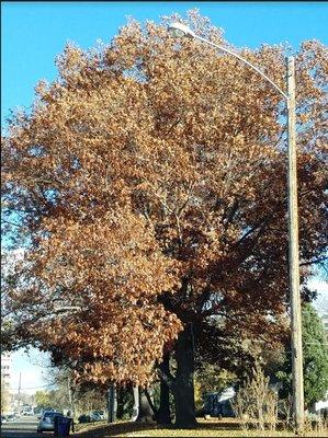 A giant autumn tree nearby, about to drop a ton of leaves. :)