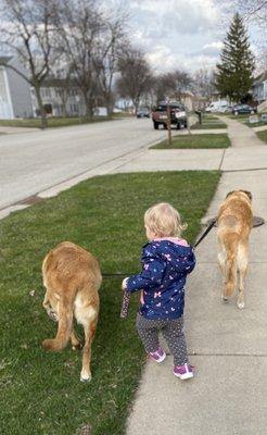 Our 18 month old walking our dogs, Piper and Bella. @KountryPetResortandTrainingCenter obedience classes are worth it.