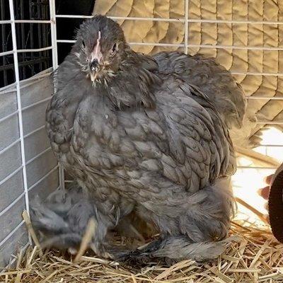 Paris, had they bothered to get us test results she could've been protected in the coop with her sisters and her brave rooster/protector.