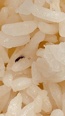 White rice with a bug