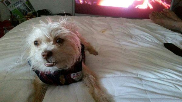 This is Tootsie girl our Lil Yorkie  ! Sincerely : Joseph Paredes.