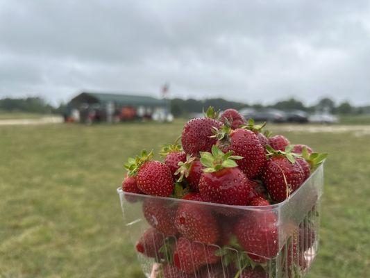 McAdams Farm