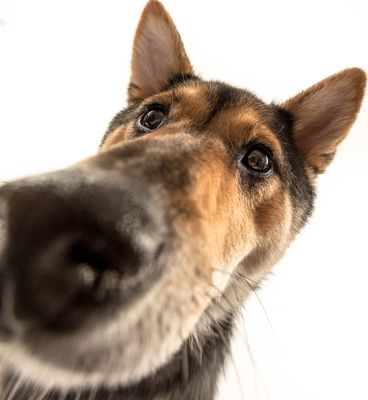 Alien creature posing as a German Shepherd