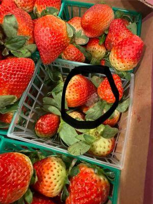 MOLD ON STRAWBERRIES