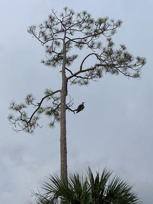 Osprey