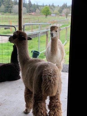 Alpacas!