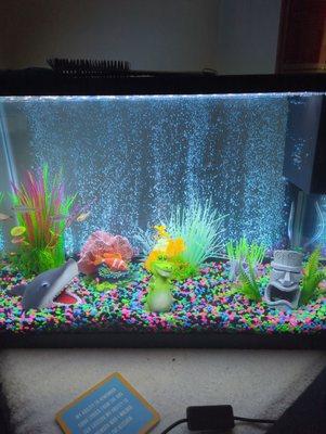 Our happy and healthy fish, thanks to Carol's Critters!