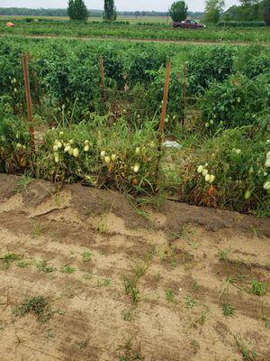 Tomatoes on the way