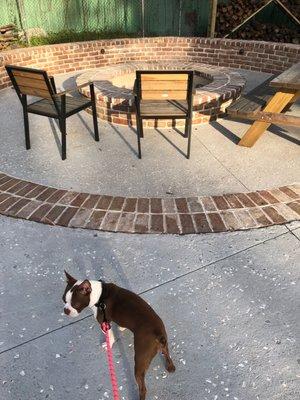 Iggy at the fire pit.