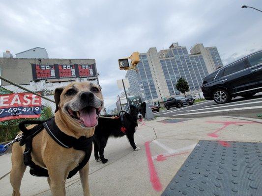 All smiles and fun time on the walk!