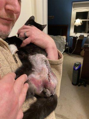 Lifeline provided critical care to the injured kitten