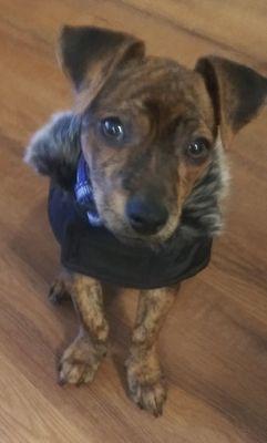 Riley showing off his brand new parka from Long Dog Fat Cat.