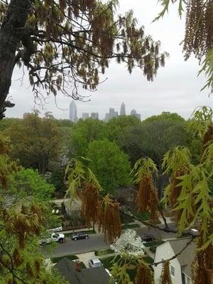 The Queen City in the Spring. If you look closely,you can see the the newly emerging leaves from this giant Red Oak .