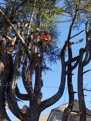 Tree trimming