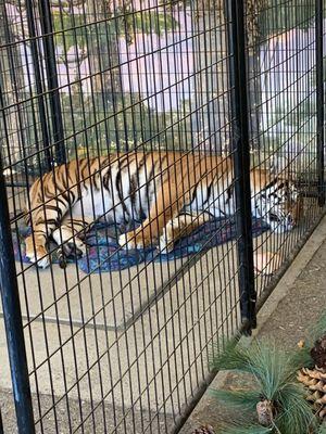 Sleeping tiger in an unsupervised not up to code cage, surrounded by children who could easily reach their arms in.