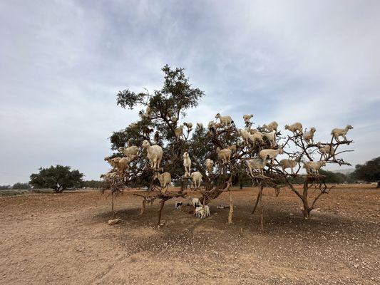 There really were goats in the Argan trees.