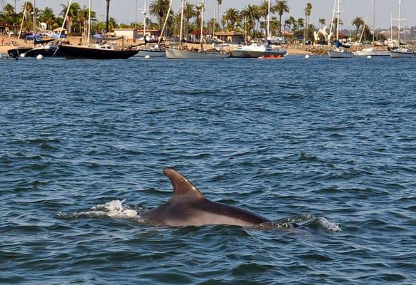 Wild dolphins near our vessel!