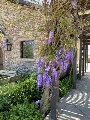 Front of the tasting room/walkway to the back outdoor space.