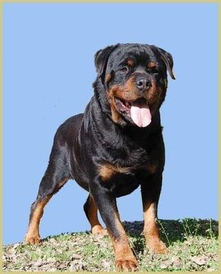 Rottweiler