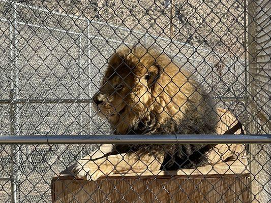 He was a Grumpy Lion, I believe because it was dinner time and he was hungry.