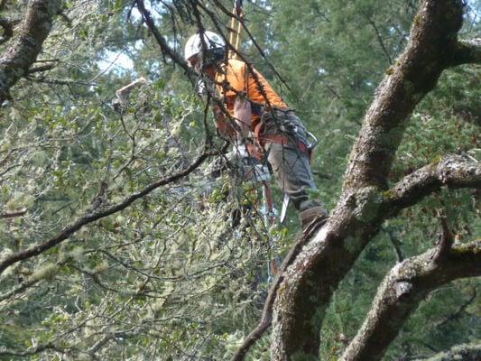 Trimming trees