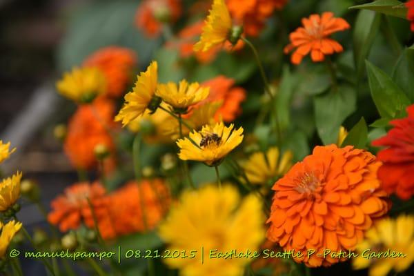 Eastlake P-Patch Garden @ Lake Union, Seattle WA
 Nikon D810 | 24-70mm f2.8 | No Post Processing