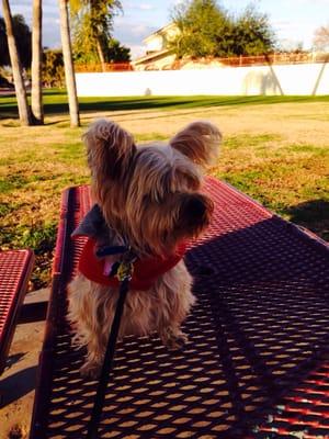 Jasper our Yorkie